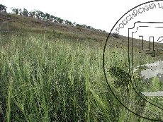 Ковыль перистый 001